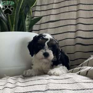 Liam, Cavapoo Puppy