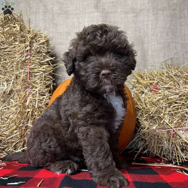 Fen, Portuguese Water Dog Puppy