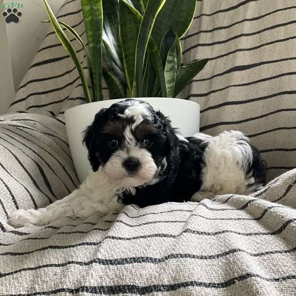 Liam, Cavapoo Puppy