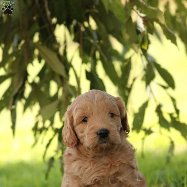 Brinley, Mini Goldendoodle Puppy