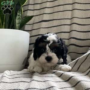 Liam, Cavapoo Puppy