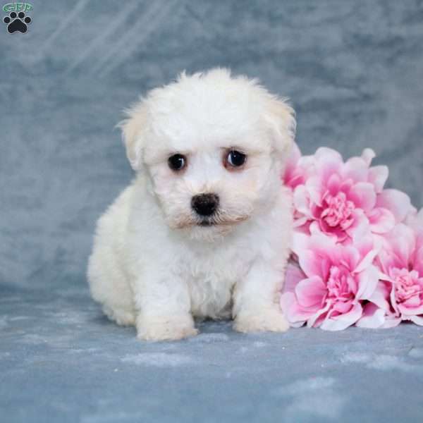 Muffin, Bichon Frise Puppy