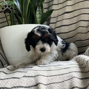 Landon, Cavapoo Puppy