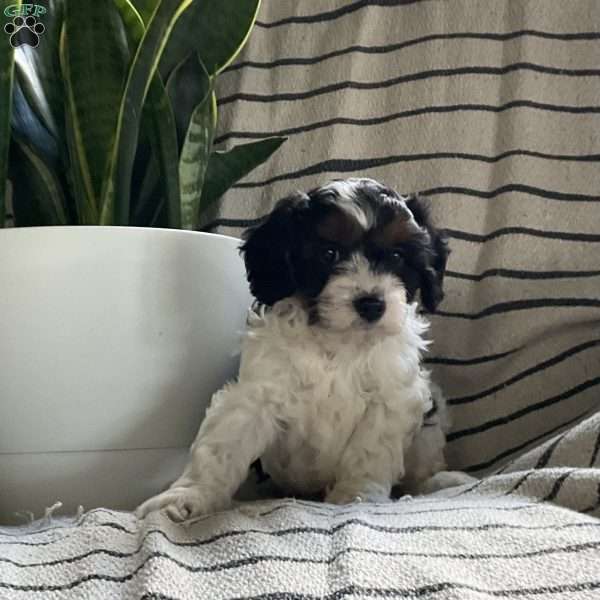 Landon, Cavapoo Puppy