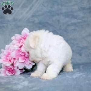 Muffin, Bichon Frise Puppy