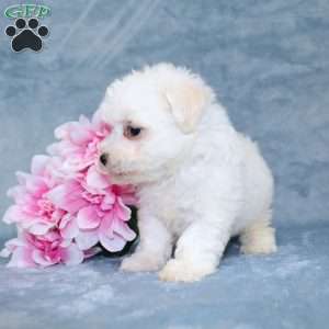 Muffin, Bichon Frise Puppy