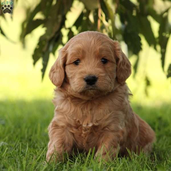 Buster, Mini Goldendoodle Puppy