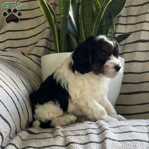 Landon, Cavapoo Puppy