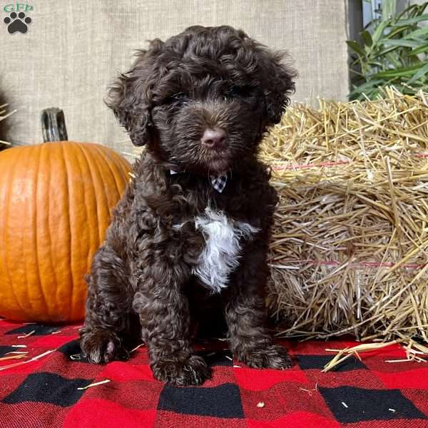 Feather, Portuguese Water Dog Puppy