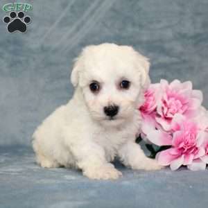 Mixy, Bichon Frise Puppy