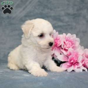 Mixy, Bichon Frise Puppy