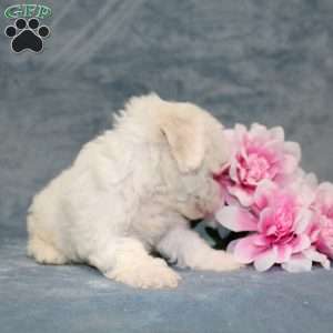 Mixy, Bichon Frise Puppy