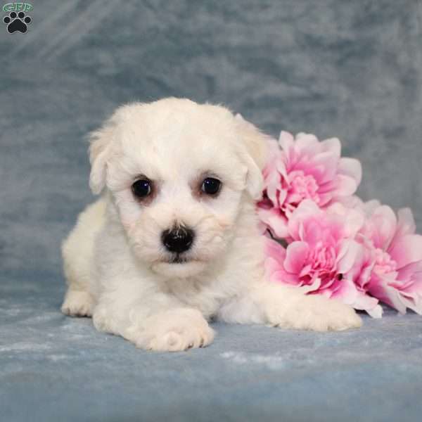 Mixy, Bichon Frise Puppy