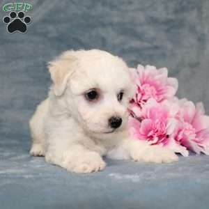 Mixy, Bichon Frise Puppy