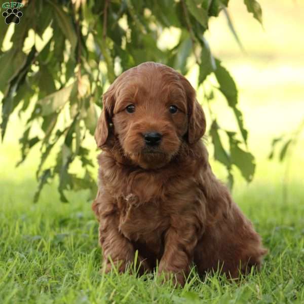 Benji, Mini Goldendoodle Puppy