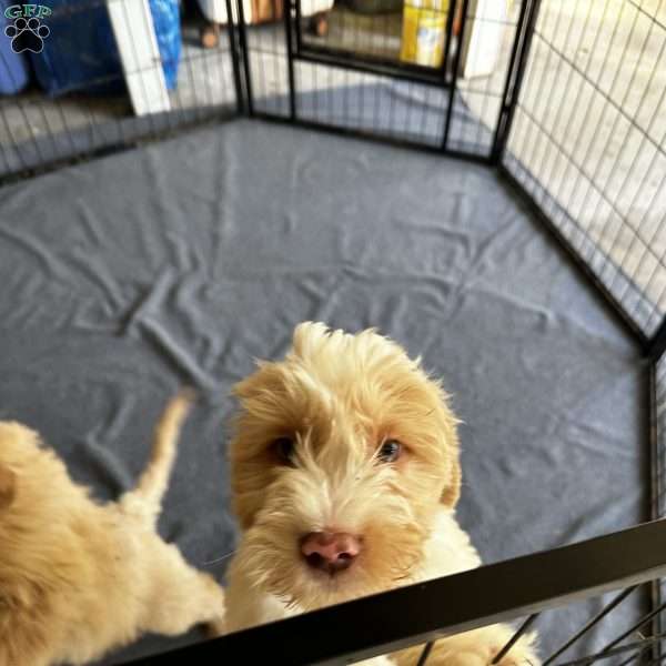 Buster, Mini Goldendoodle Puppy