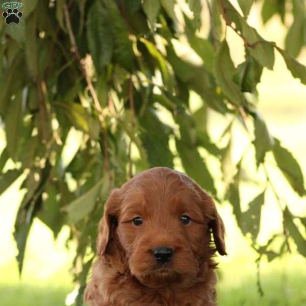 Baxter, Mini Goldendoodle Puppy