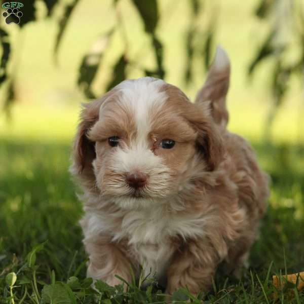 Brooke, Maltipoo Puppy