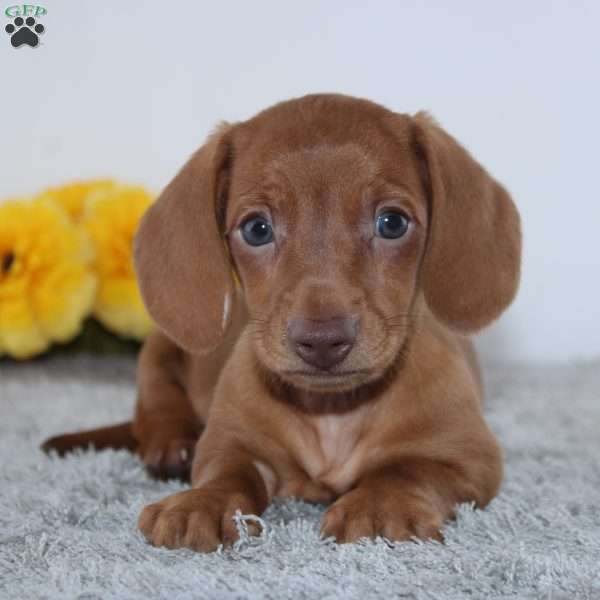 Caden, Dachshund Puppy