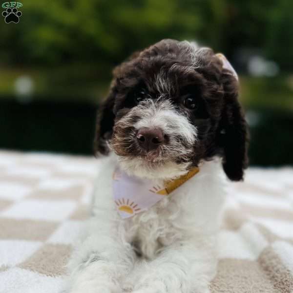 Splash, Mini Goldendoodle Puppy