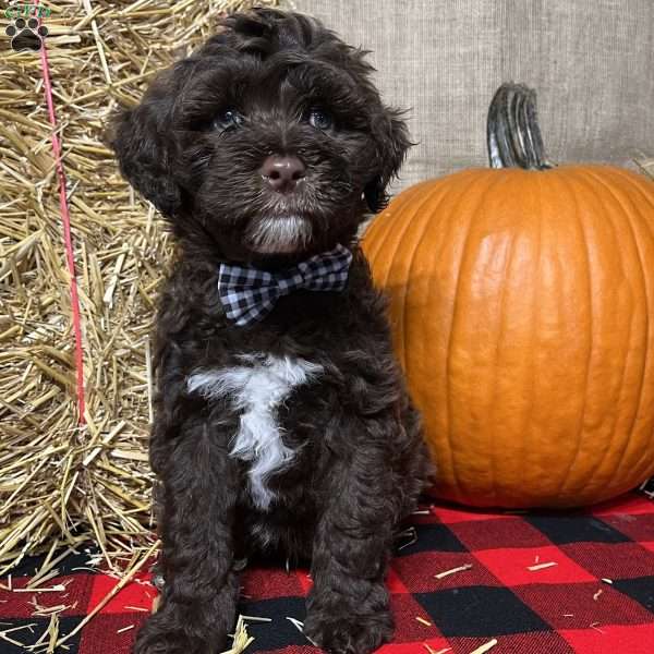 Huey, Portuguese Water Dog Puppy