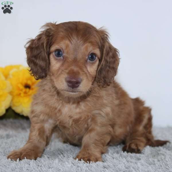 Carter, Dachshund Puppy