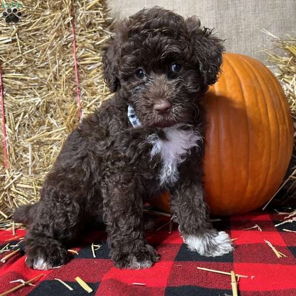 Hanna, Portuguese Water Dog Puppy