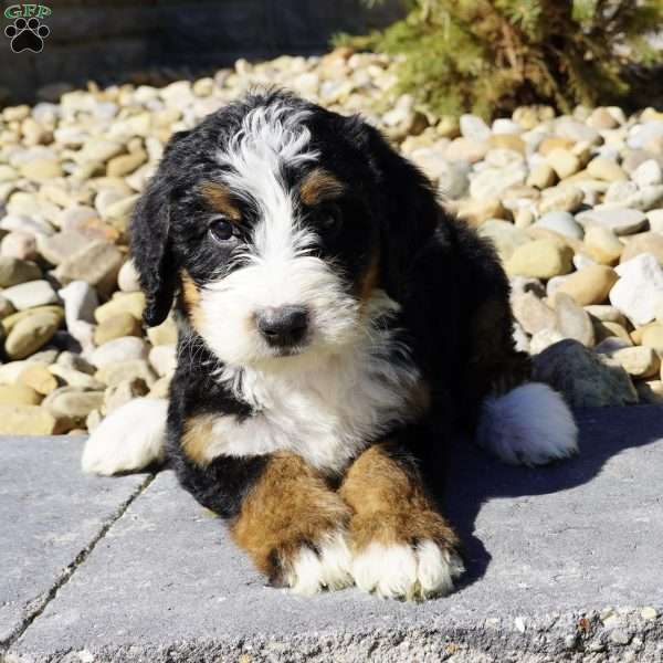 Remi, Bernedoodle Puppy