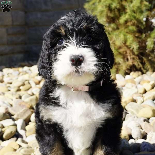 Patsy, Bernedoodle Puppy