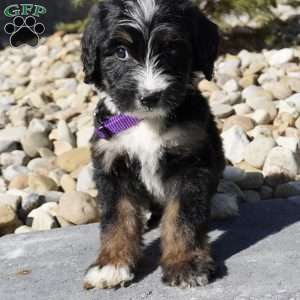 Jessica, Bernedoodle Puppy