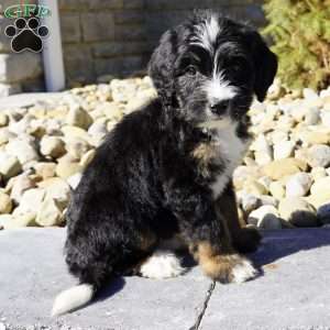 Jessica, Bernedoodle Puppy