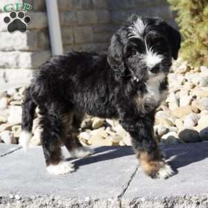 Jessica, Bernedoodle Puppy