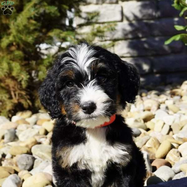 Maverick, Bernedoodle Puppy