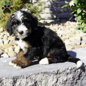 Maverick, Bernedoodle Puppy