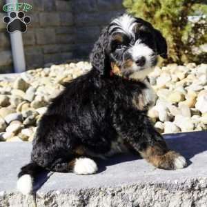 Maverick, Bernedoodle Puppy