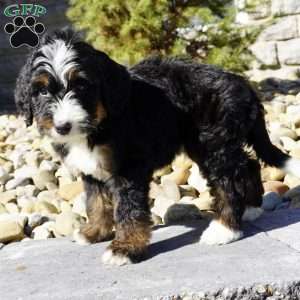 Maverick, Bernedoodle Puppy