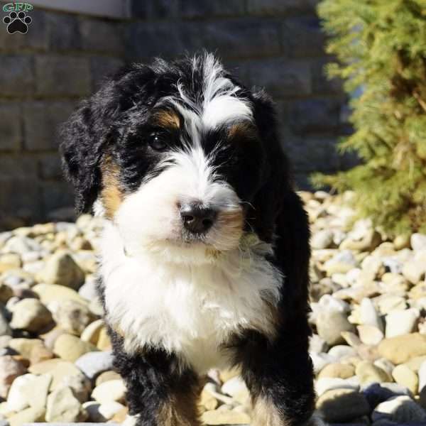 Tucker, Bernedoodle Puppy