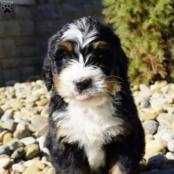 Charles, Bernedoodle Puppy