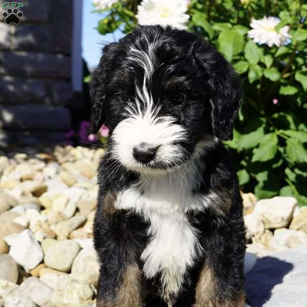 Cooper, Bernedoodle Puppy