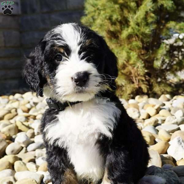 Chester, Bernedoodle Puppy