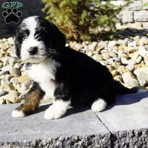 Chester, Bernedoodle Puppy