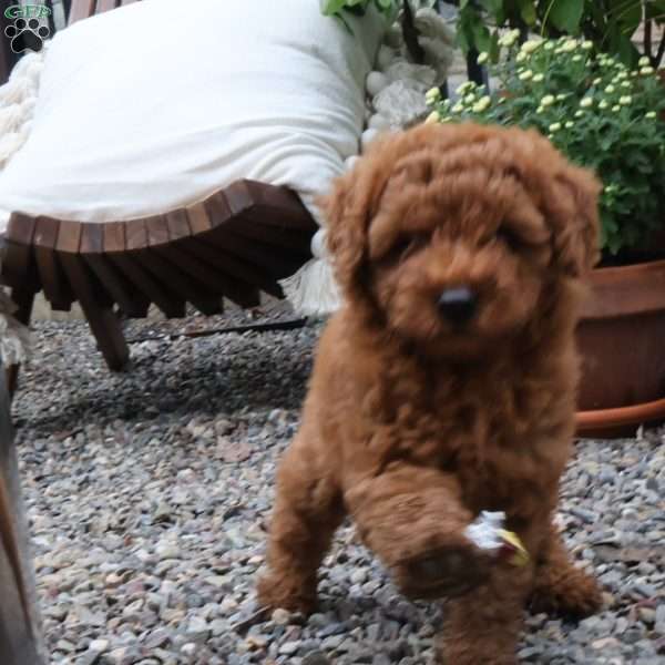 Max, Miniature Poodle Puppy