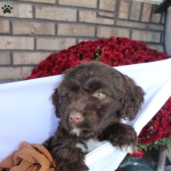 Cain, Portuguese Water Dog Puppy