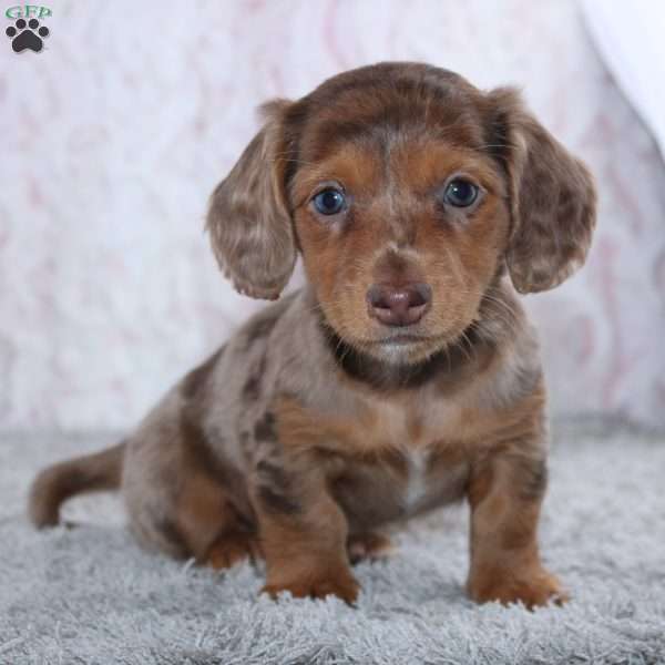 Darcie, Dachshund Puppy