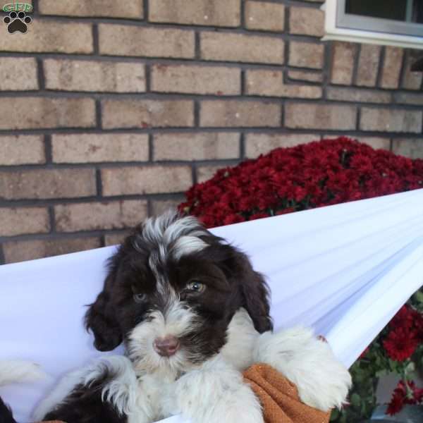 Eleanor, Portuguese Water Dog Puppy