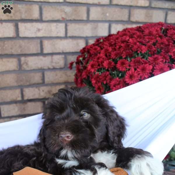 Samson, Portuguese Water Dog Puppy