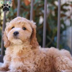 Navi, Cavapoo Puppy