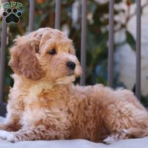 Navi, Cavapoo Puppy