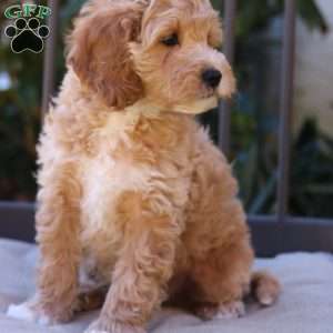 Navi, Cavapoo Puppy