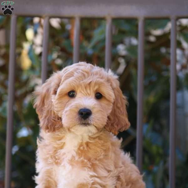 Navi, Cavapoo Puppy